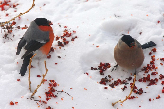 Зимние птицы в полете