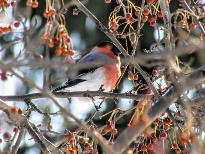Свиристель птица зимой