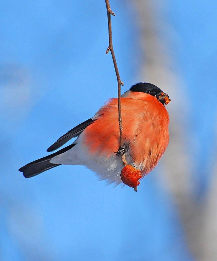 Снегирь птица гнездо