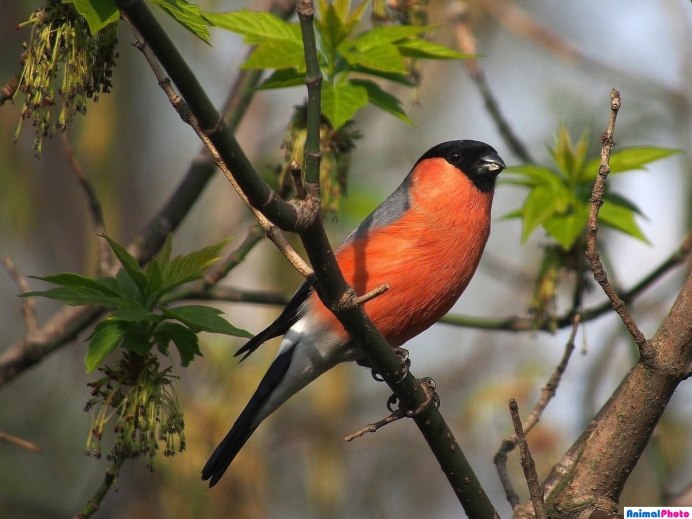 Птицы России на ветке