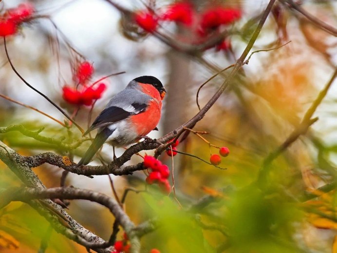 Сетка для птиц