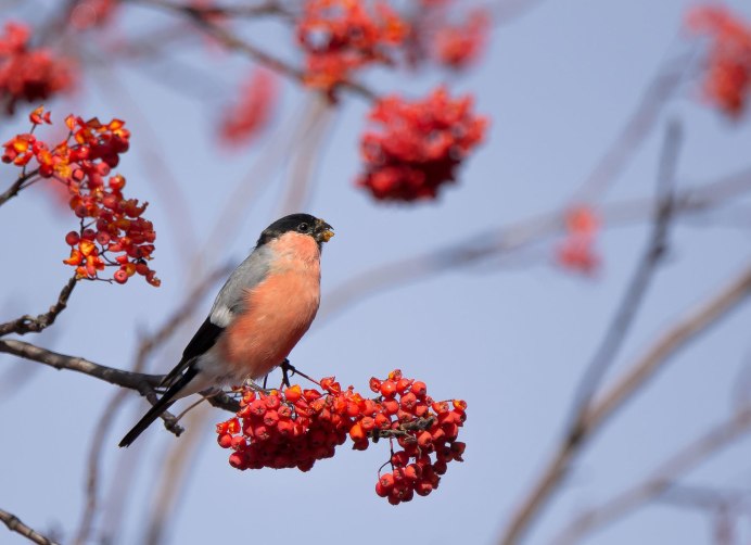 Птицы на рябине зимой