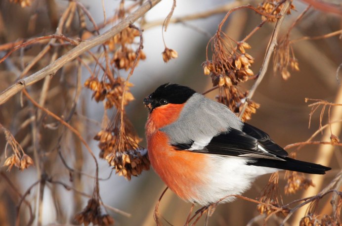 Снегирь в Забайкалье
