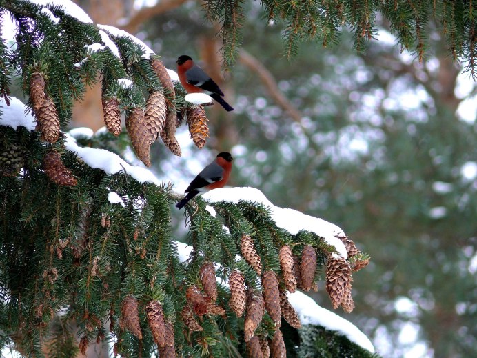 Светлана Снигирь