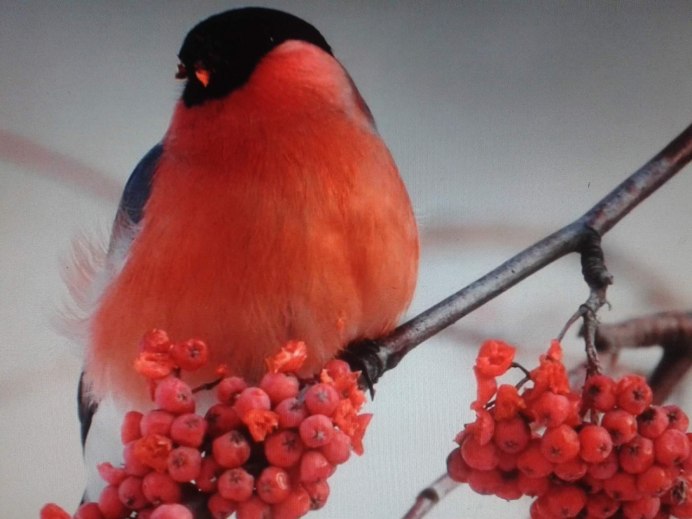 Зимние птицы в городе