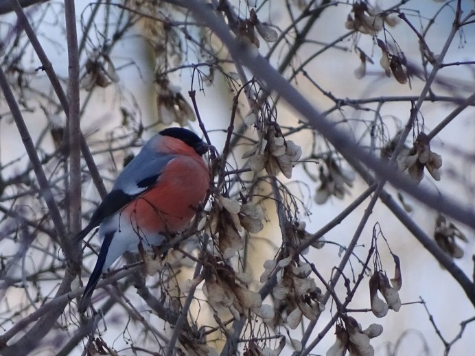Снегирь синица свиристель