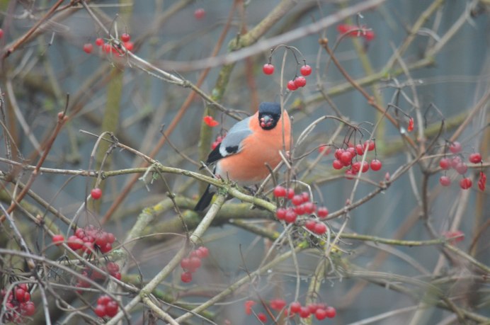 Свиристели на рябине