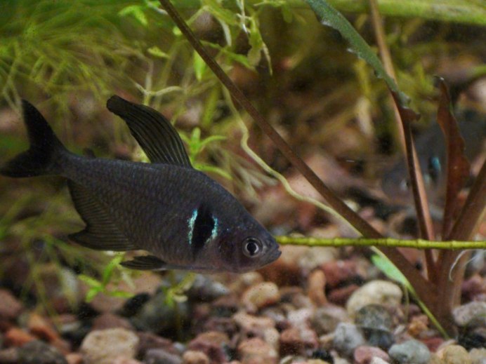 Rhadinocentrus ornatus