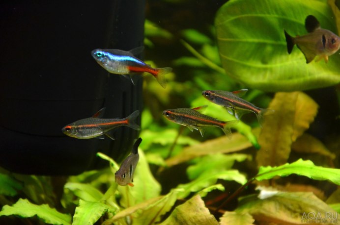 Черный Фантом (Megalamphodus megalopterus)