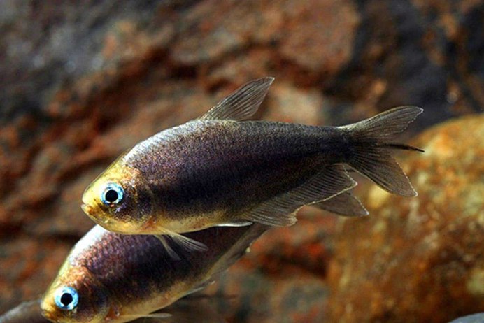 Hyphessobrycon rosaceus