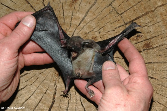 Noctilio albiventris