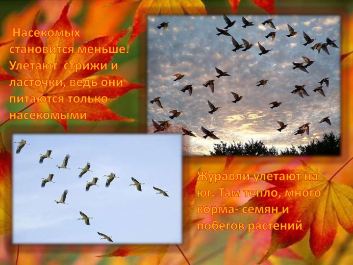 Грачи улетают на Юг