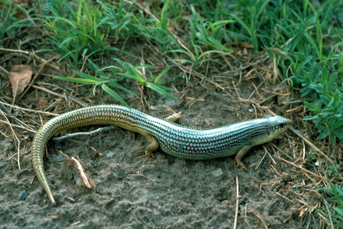 Chalcides minutus