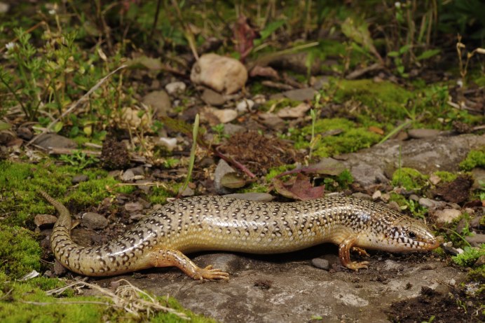 Глазчатый халцид Chalcides ocellatus
