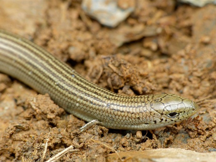 Chalcides sexlineatus