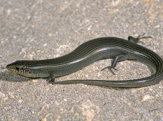 Chalcides ocellatus содержание