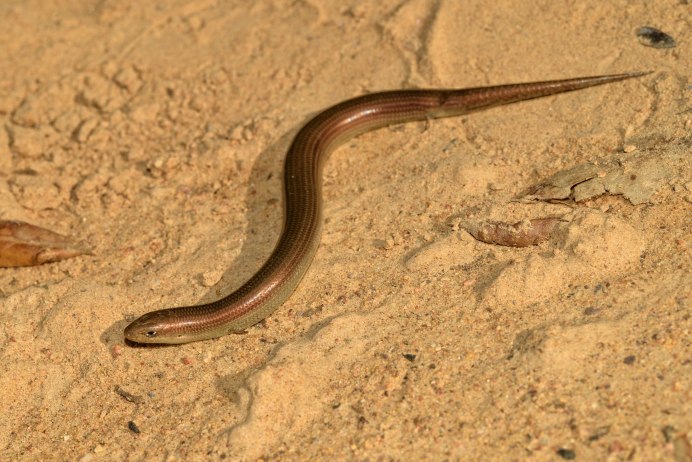 Chalcides Chalcides. Ящерица