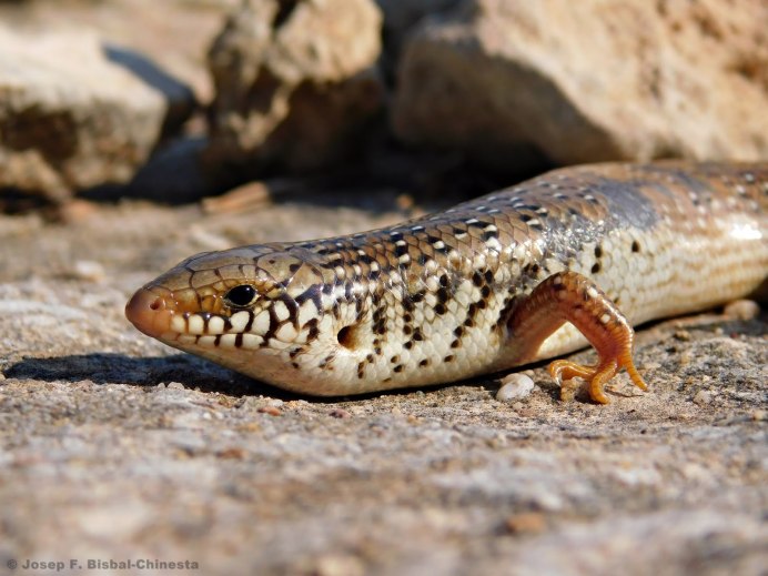 Хальцид глазчатый Chalcides ocellatus