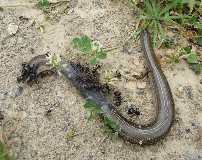 Acontias meleagris Skink