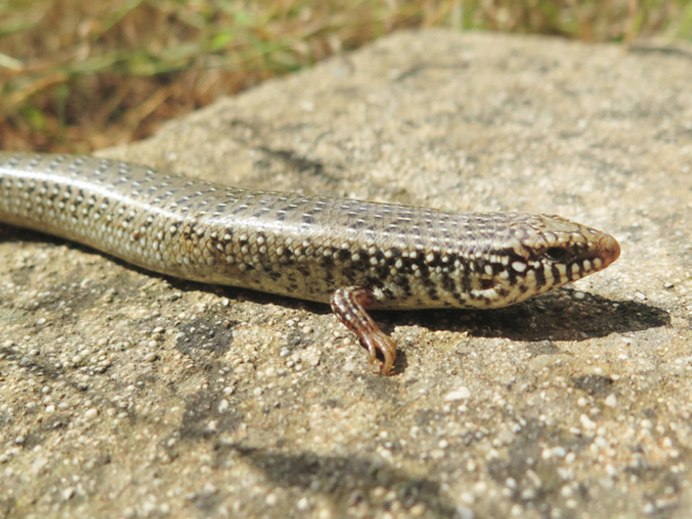 Chalcides minutus