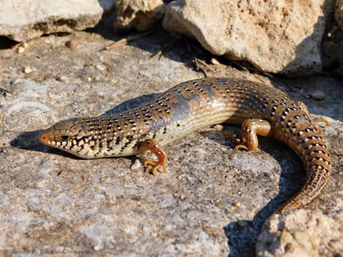 Chalcides ocellatus содержание