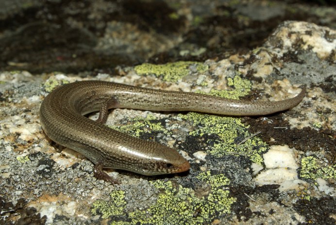 Ophiodes striatus