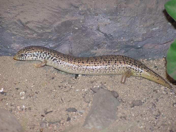 Глазчатый халцид Chalcides ocellatus
