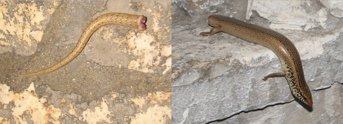 Gran Canaria Skink
