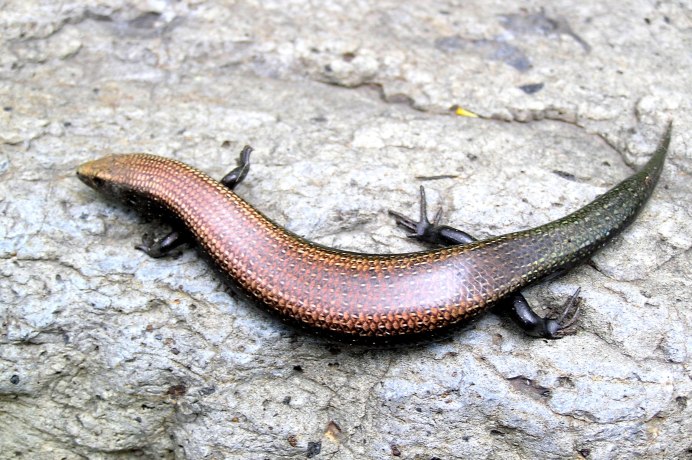 Chalcides sexlineatus