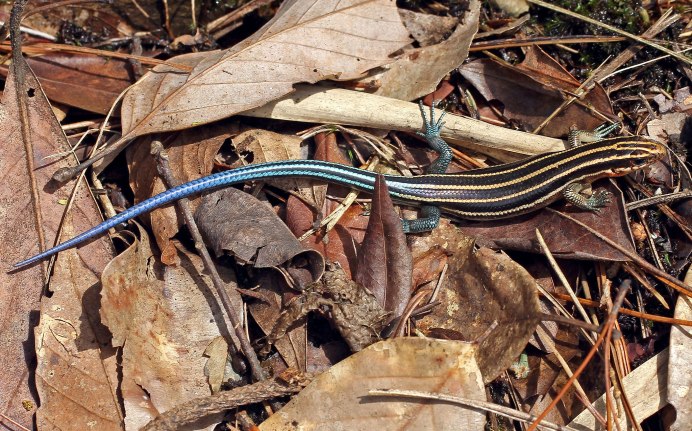 Chalcides sexlineatus содержание