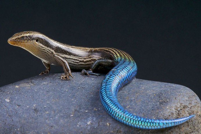 Plestiodon skiltonianus