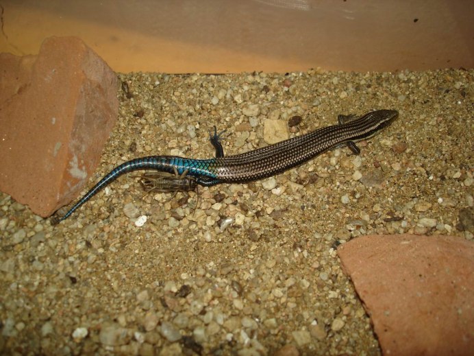 Длинноногий сцинк Plestiodon tetragrammus
