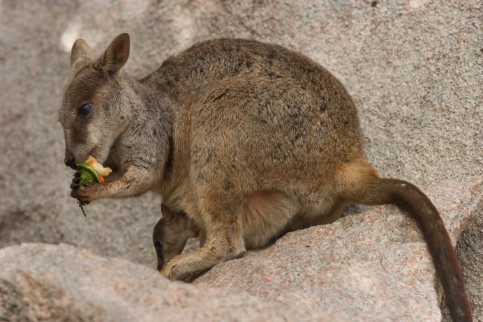 Macropus parryi