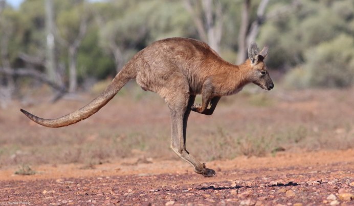 Macropus parryi