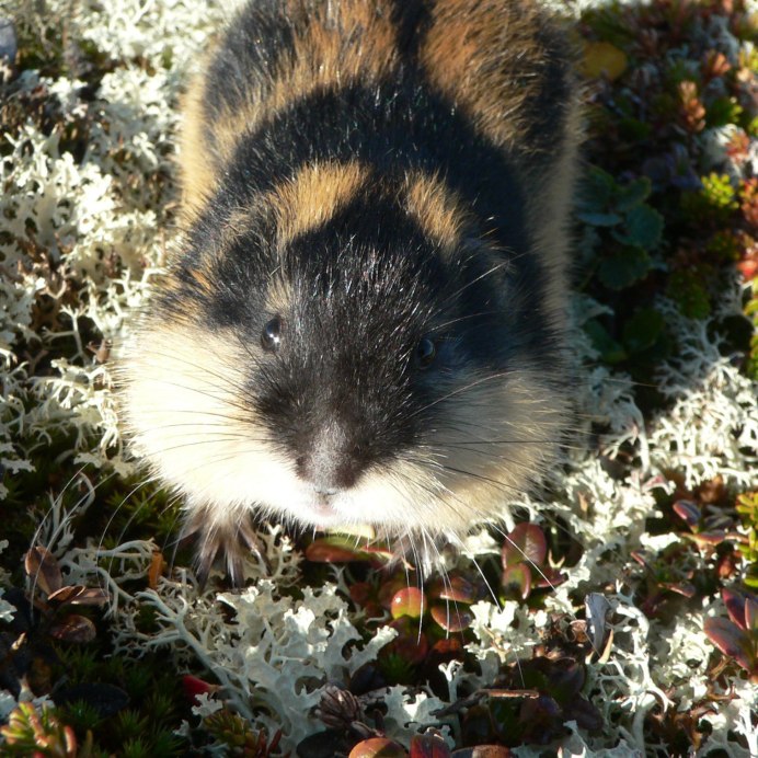Лемминги в Арктике