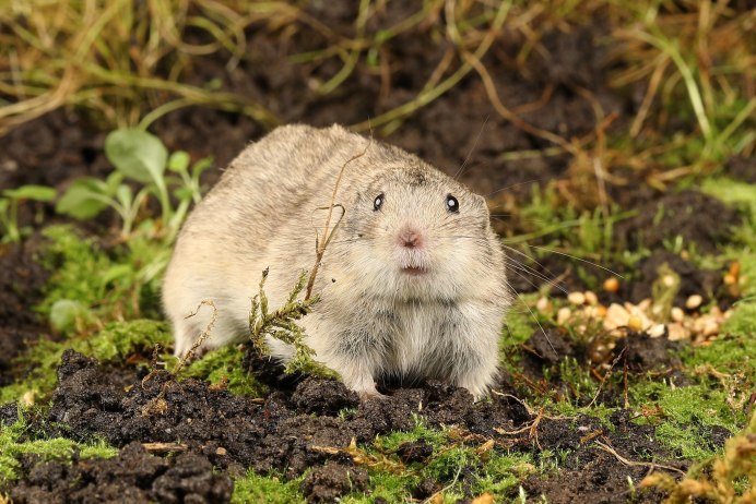 Животные тундры лемминг