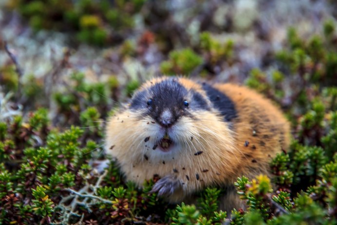 Копытный лемминг