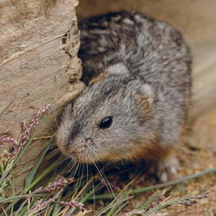 Амурский лемминг