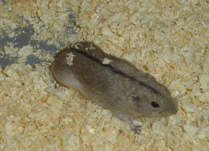 Полярный лемминг