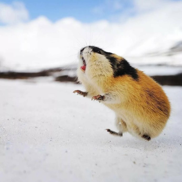 Лемминг Кольский полуостров