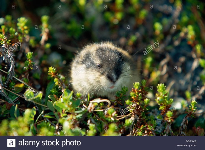 Степная пеструшка Lagurus Lagurus (Pallas, 1773)