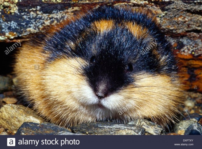 Степная пеструшка - Lagurus Lagurus Pall.