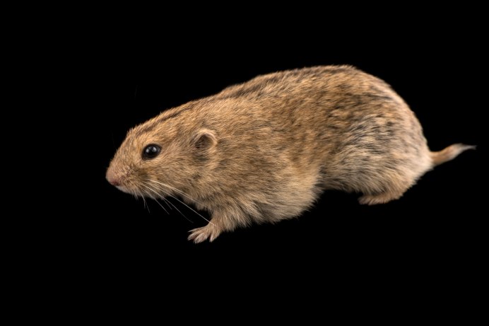 Норы леммингов