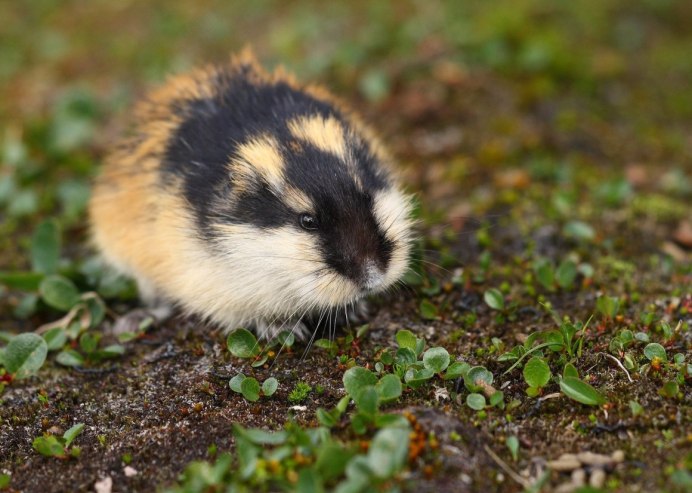 Амурский лемминг