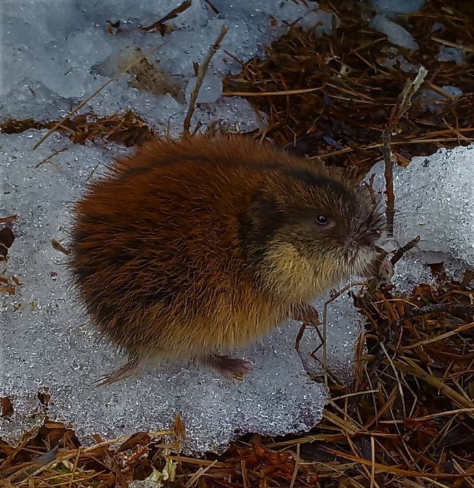 Сибирский лемминг