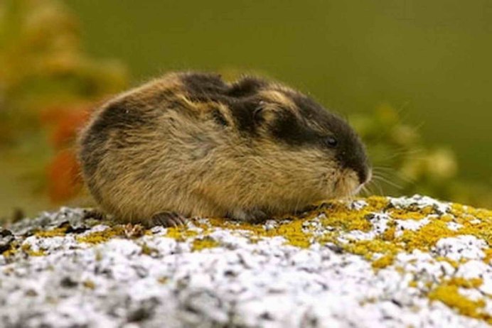 Копытный лемминг