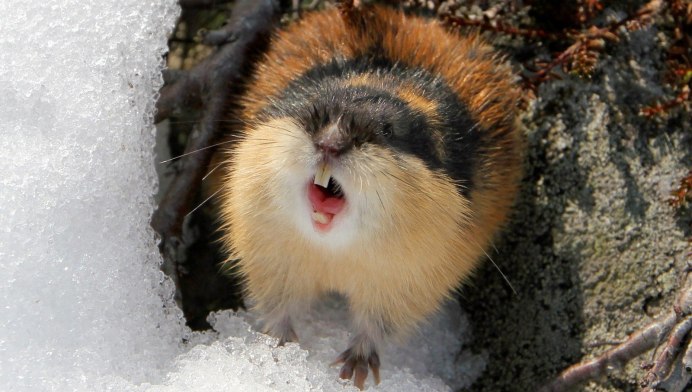 Амурский лемминг