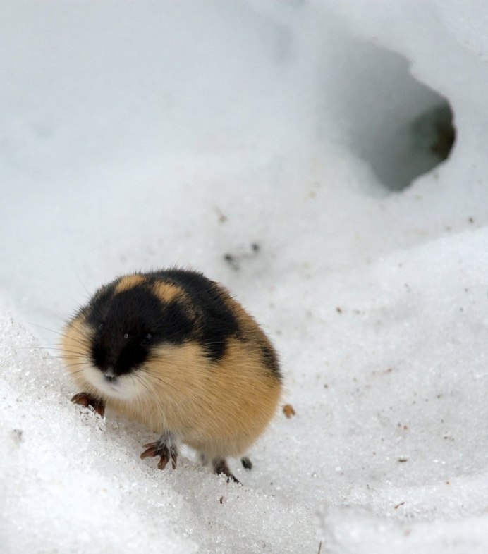 Лемминг Виноградова остров Врангеля