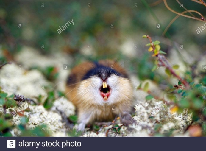 Амурский лемминг