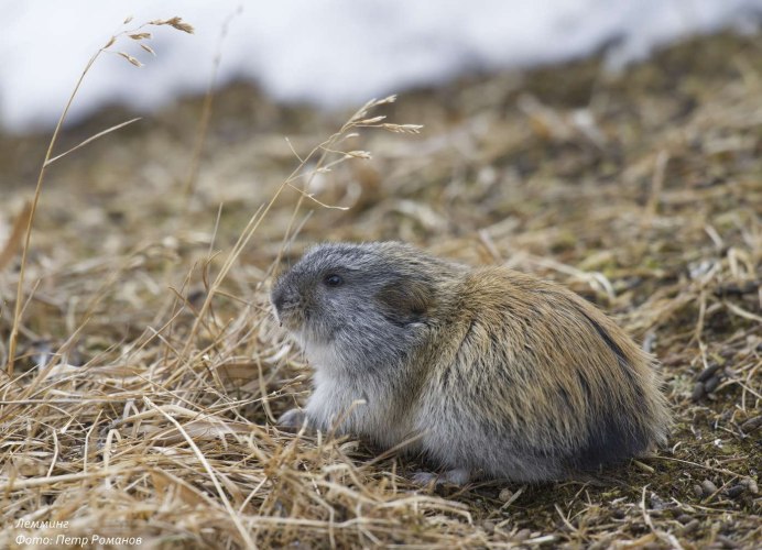 Степная пеструшка - Lagurus Lagurus Pall.